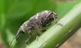 Луковый скрытнохоботник на луке сорта Чиполлино