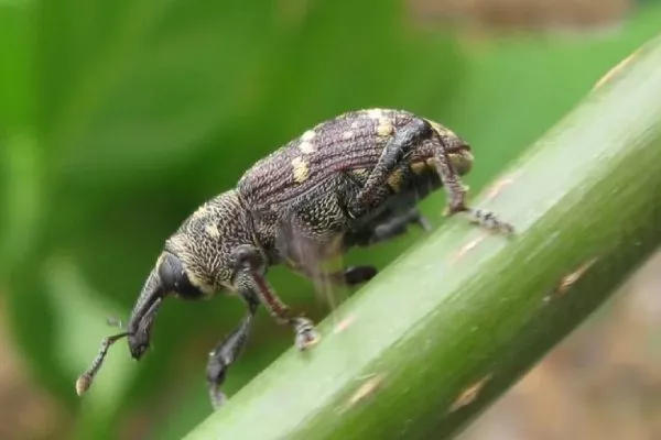 Луковый скрытнохоботник на луке сорта Чиполлино
