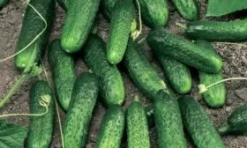 Любимый огурец