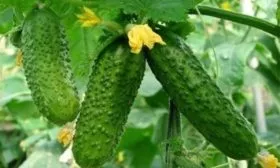 Домашнее чудо куст