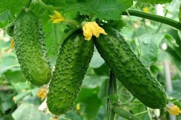 Домашнее чудо куст