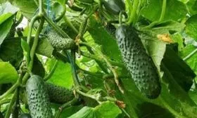 Мадрилене плоды