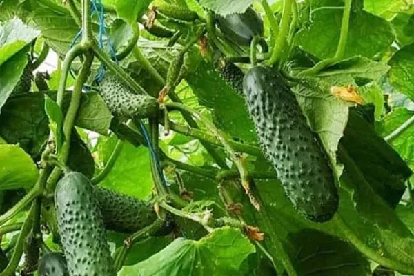 Мадрилене плоды