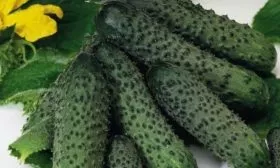 урожай Мадрилене