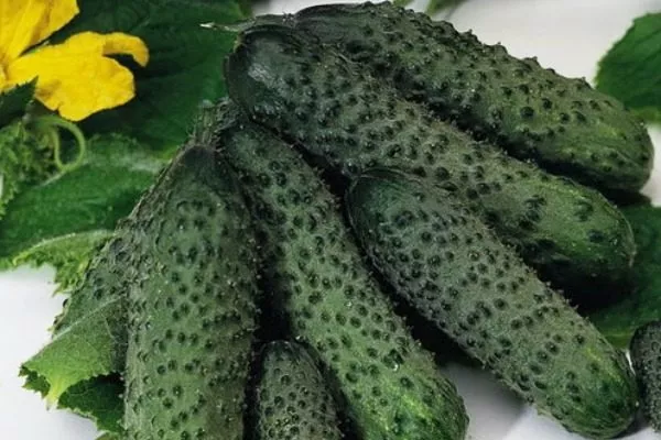 урожай Мадрилене