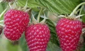 ягоды малины сорта Рубиновое ожерелье