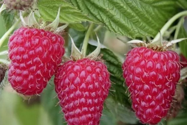 ягоды малины сорта Рубиновое ожерелье