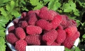 урожай малины Рубиновое ожерелье