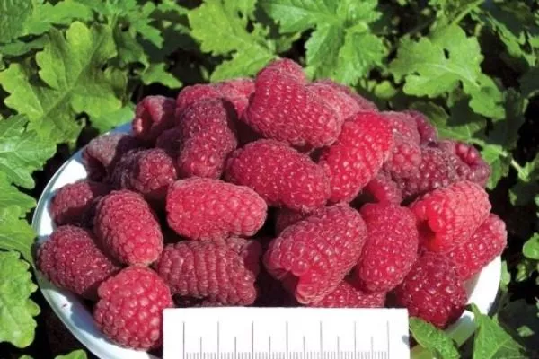 урожай малины Рубиновое ожерелье