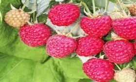 малина Рубиновое ожерелье