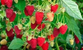 куст малины Рубиновое ожерелье