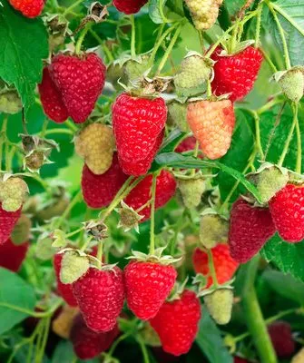 куст малины Рубиновое ожерелье