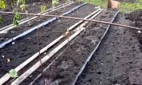 посадка малины Рубиновое ожерелье