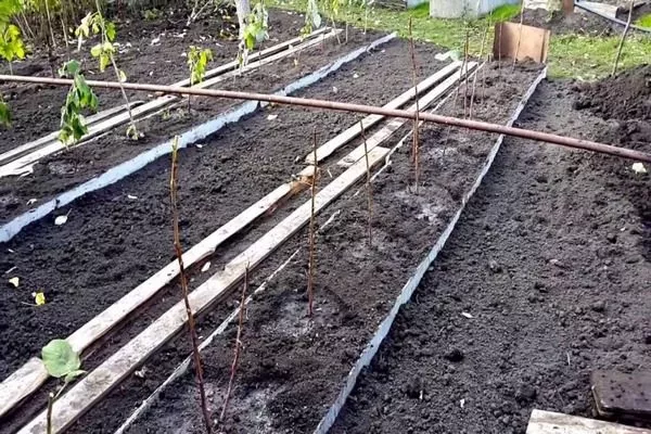 посадка малины Рубиновое ожерелье