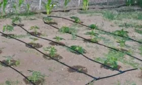 полив малины Рубиновое ожерелье