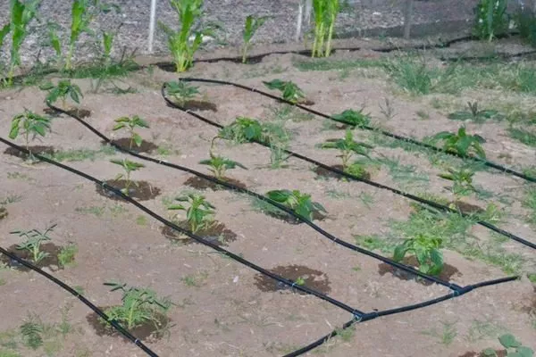 полив малины Рубиновое ожерелье