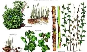 болезни малины Рубиновое ожерелье