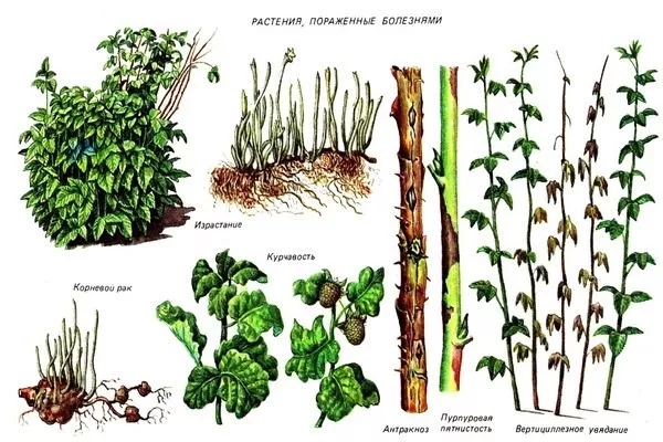 болезни малины Рубиновое ожерелье