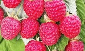 урожай сорта Джоан джей