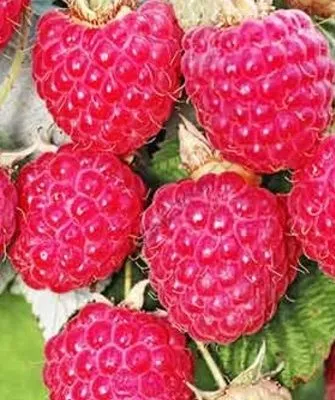 урожай сорта Джоан джей