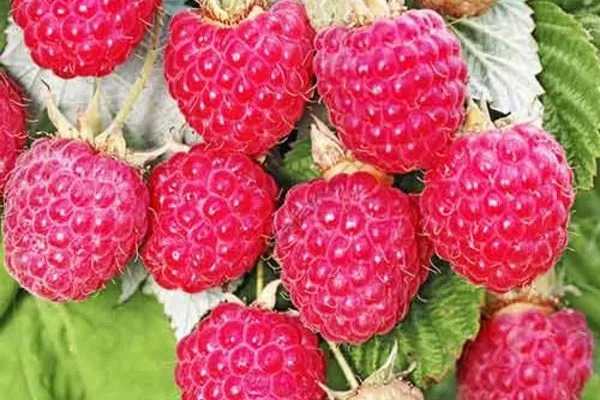 урожай сорта Джоан джей