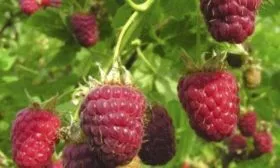 малина Джоан Джей