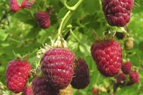 малина Джоан Джей