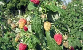 кусты малины Джоан джей