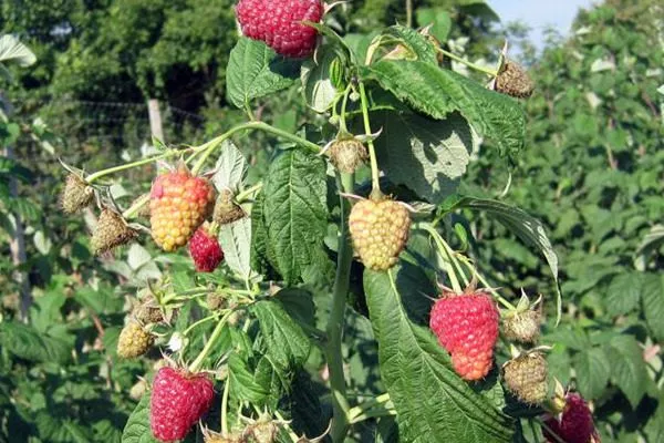 кусты малины Джоан джей