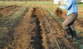 посадка малины Джоан джей