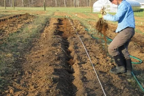 посадка малины Джоан джей