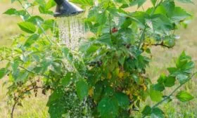 обработка малины Джоан джей от болезней