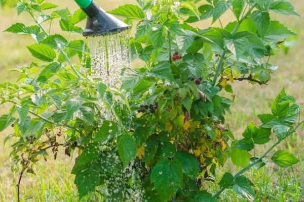 полив малины Джоан джей