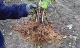 размножение малины Джоан джей