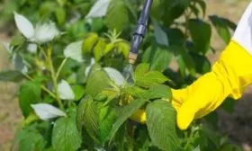 обработка малинника сорта Джоан джей от болезней