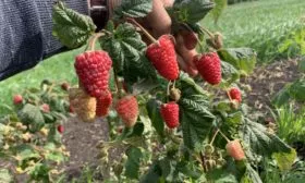 малина Похвалинка