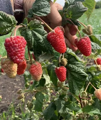 малина Похвалинка