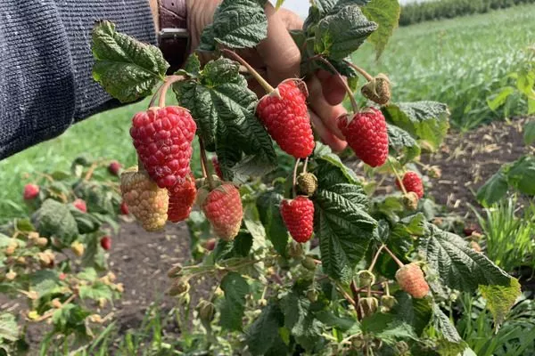 малина Похвалинка