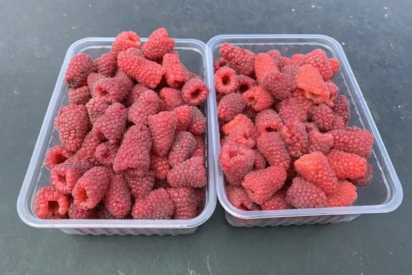 неглубокие контейнеры для сбора урожая Похвалинки