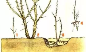 размножение малины Похвалинка