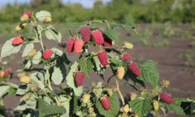 куст Похвалинки