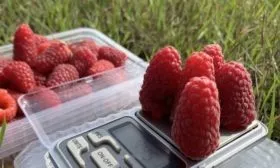 плоды Похвалинки