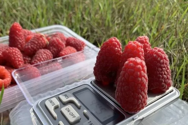 плоды Похвалинки