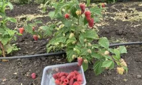 урожай, который даёт куст Похвалинки