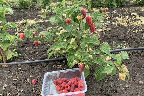 урожай, который даёт куст Похвалинки
