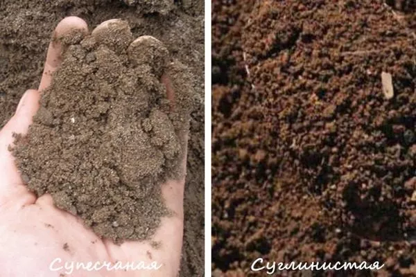 подходящие почвы для малины Похвалинка