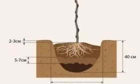 схема посадки куста малины Похвалинка