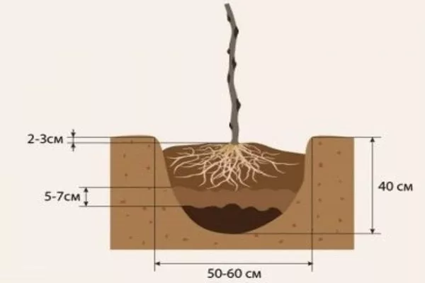схема посадки куста малины Похвалинка