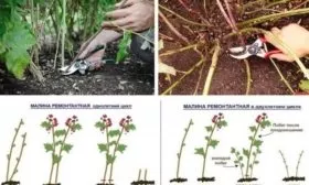 обрезка малины Похвалинка