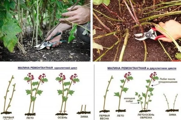 обрезка малины Похвалинка